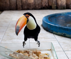 Wolfgang Tillmans, Tucan Wolfgang Tillmans, Tucan