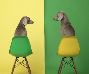 William Wegman, Yellow Two Green, 2015