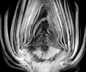 Edward Weston, Artichoke Halved