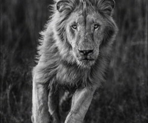 David Yarrow, Thor, 2018 David Yarrow, Thor, 2018
