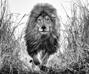 David Yarrow, Fully Engaged, 2022 David Yarrow, Fully Engaged, 2022